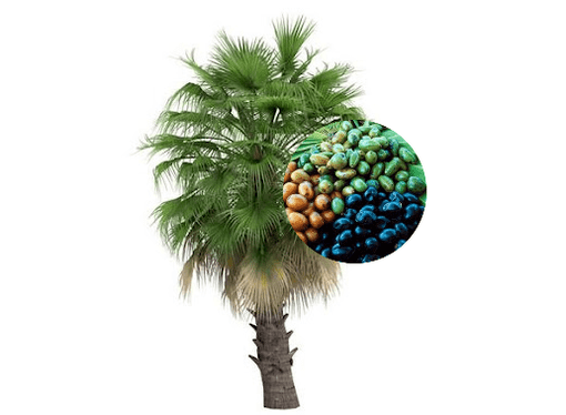 Prostamin Forte contén froitos de palma